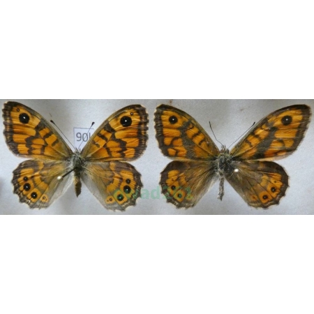 Lasiommata megera (Linnaeus, 1767) pair Osadnik megera ex. ovo Slovakia90k